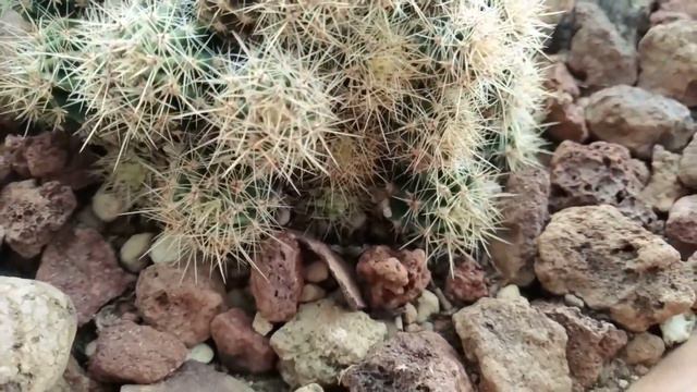 ECHINOPSIS SUBDENUDATA E EYRIESII