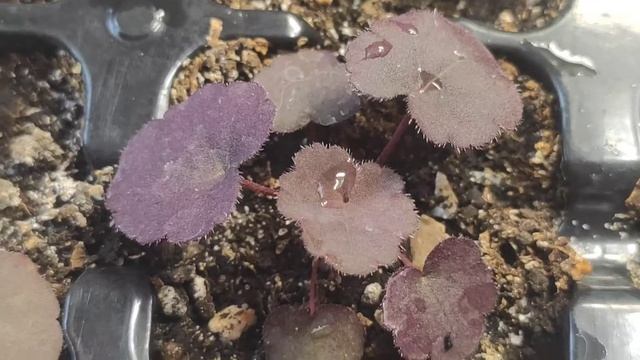 СЕЯНЕЦЫ гейхеры Midnight Rose , Grape Expectations, Sweet Tart смотреть онлайн
