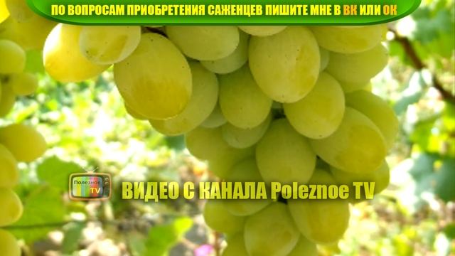 ВИНОГРАД ПЛЕВЕН ОПИСАНИЕ СОРТА смотреть онлайн