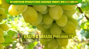 ВИНОГРАД ПЛЕВЕН ОПИСАНИЕ СОРТА