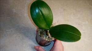 Результат эксперимента посадки орхидеи в Лечузу. Результаты превзошли  все мои  ожидания!