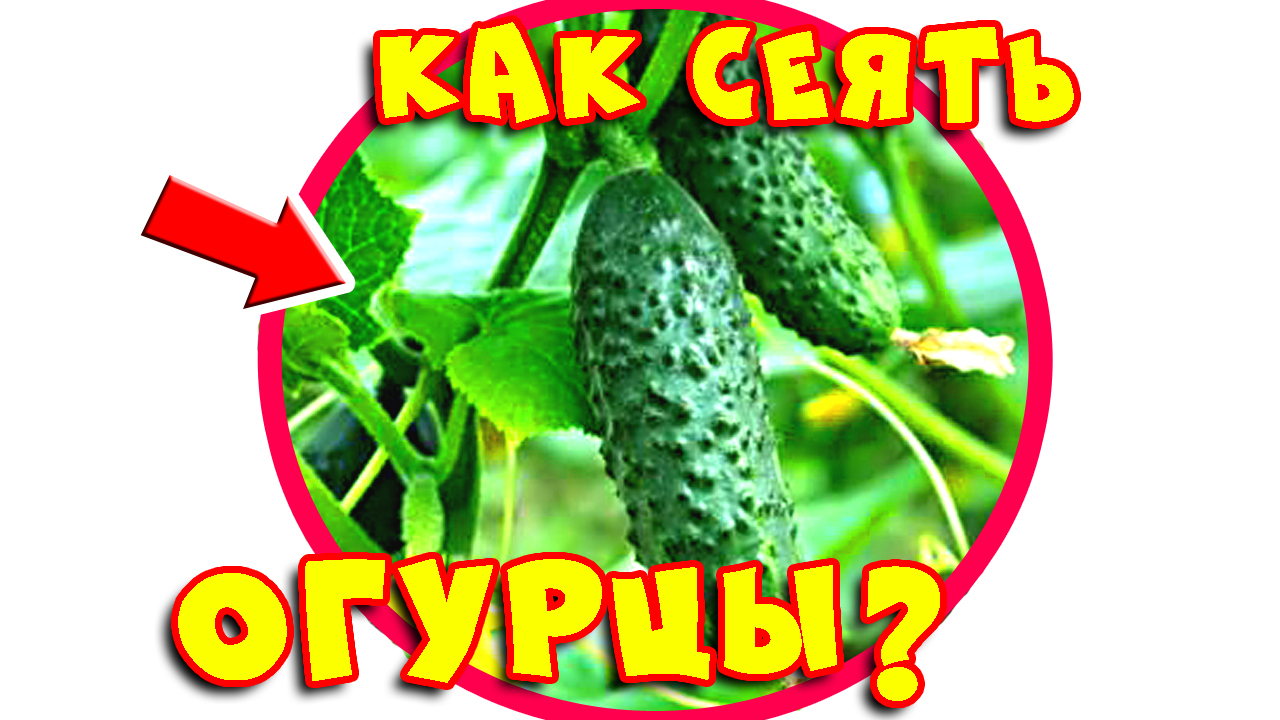 Как Сажать Огурцы, Кабачки, Патиссоны и Тыквы? Способ Посева Семян в Открытый Грунт