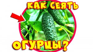 Как Сажать Огурцы, Кабачки, Патиссоны и Тыквы? Способ Посева Семян в Открытый Грунт