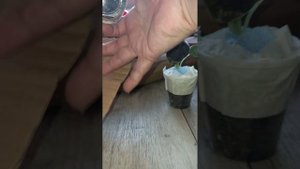 Алоказия- Калоказия с червячками, с гнилыми на половину корнями. А остальные в хорошем состоянии
