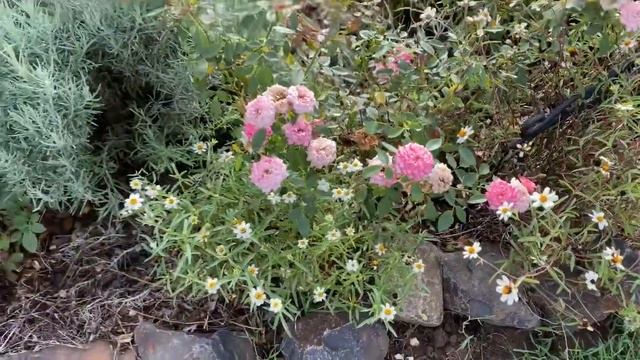 Miniature Zinnias. Growing daisies смотреть онлайн