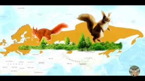 Белка | Интересные факты | Пушистый рыжий зверек | Как и где живут белки