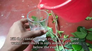 Grow Gardenia In Water !  { Easiest Way Ever }