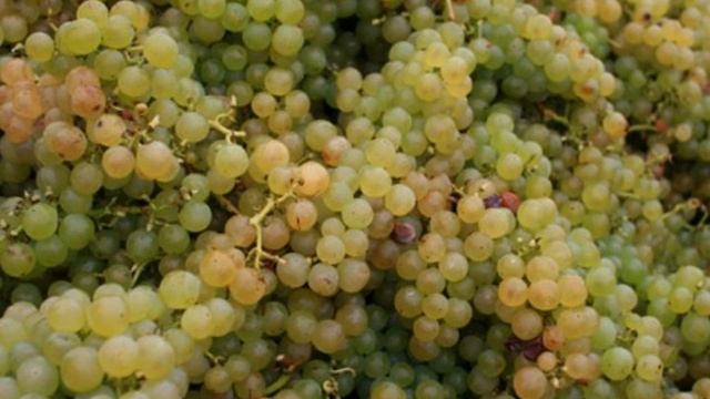 Vitis vinifera (subtitles) смотреть онлайн
