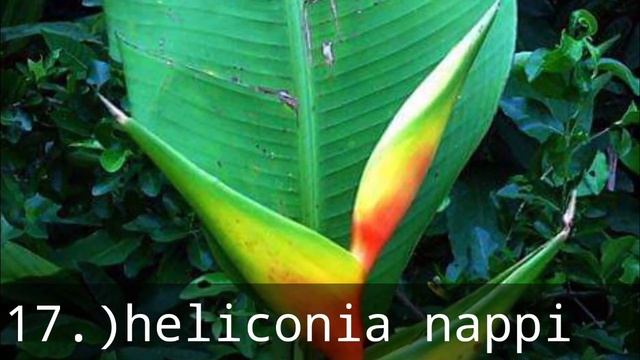 #heliconia plants varieties#Birds of paradise#with names смотреть онлайн