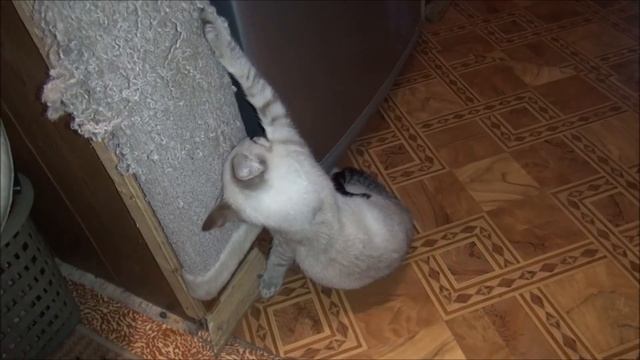 Влип, очкарик! смотреть онлайн