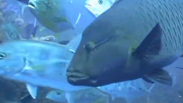 Виктор Халаджи - Австралия 1 смотреть онлайн