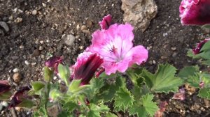 Pelargonium var. Ada Green