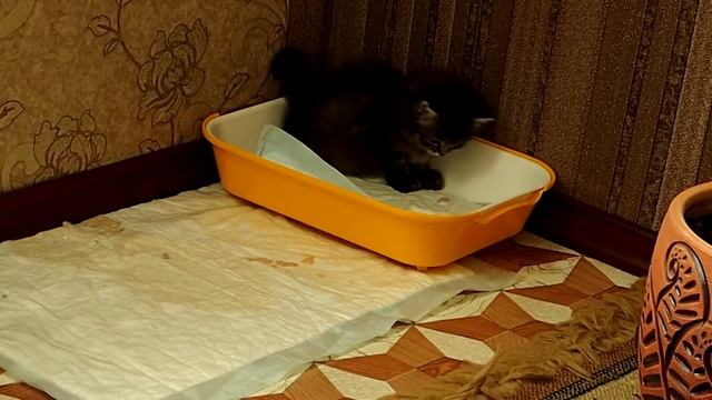 Сибирская кошка - Невская маскарадная. Семья в полном составе! смотреть онлайн