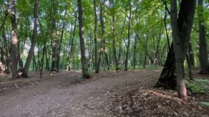 Лес, Тропинка, Утро, Лето2023