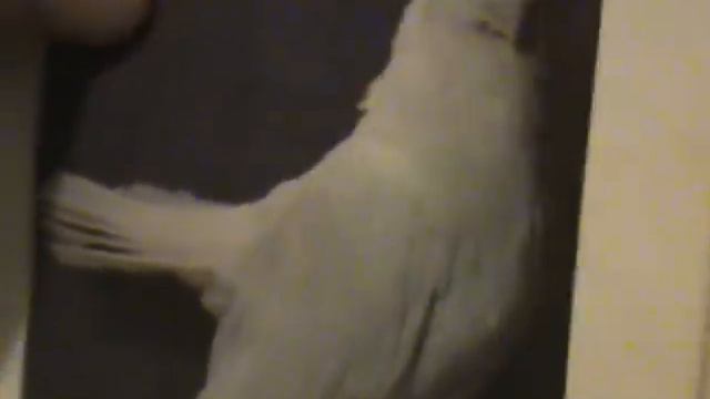 Воспоминания Виктора Величко о зимних полетах голубей 26.1.17 смотреть онлайн