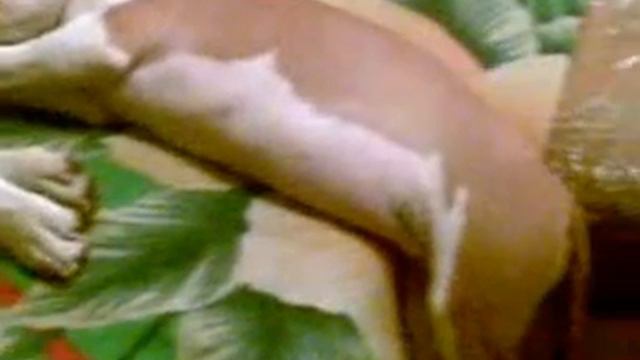 Ам. стаффы - "Сосиска" смотреть онлайн