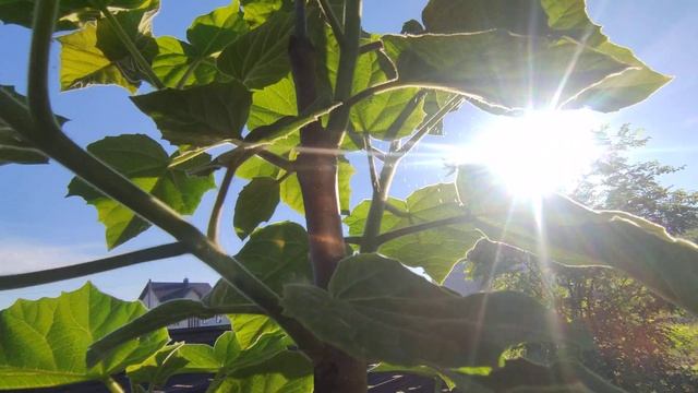 Павловния в Минском районе смотреть онлайн