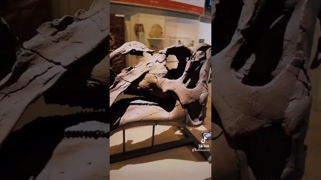 Meet the hadrosaur, Gryposaurus monumentensis | #FossilFriday #Shorts