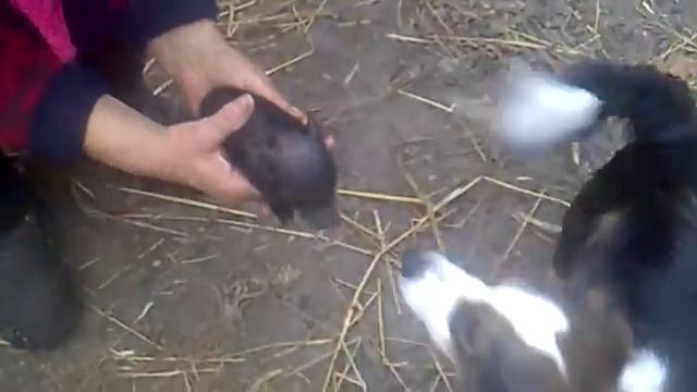 Черный поросенок 1 смотреть онлайн