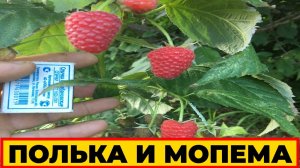 КАКУЮ МАЛИНУ ЛУЧШЕ ПОСАДИТЬ НА УЧАСТКЕ || #малина #выращивание #посадка #ПОЛЬКА #МАПЕМА