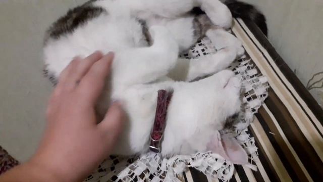 ЧП котёнок заболел/ лечим кота в ночи смотреть онлайн