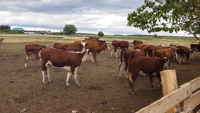 Частна ферма КРС герефорд. Оптовая продажа Герефорд. Private cattle farm hereford. смотреть онлайн