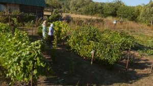 Выращивание винограда в Башкирии. Вершинная и плодовая гниль . В огороде - густо! (часть 21)