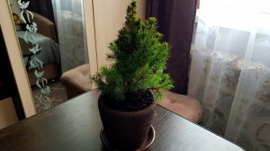 ВЛОГ Пересаживаю ЕЛЬ ЗИМОЙ / КАНАДСКАЯ ЕЛЬ КОНИКА