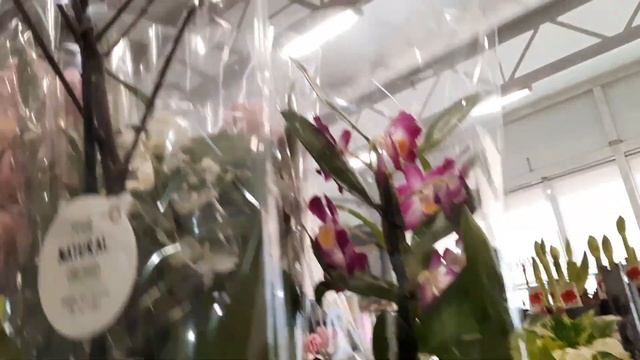 ЗАВОЗ ЦВЕТОВ В "ОРХИДЕЮ"/29.01.23/ смотреть онлайн