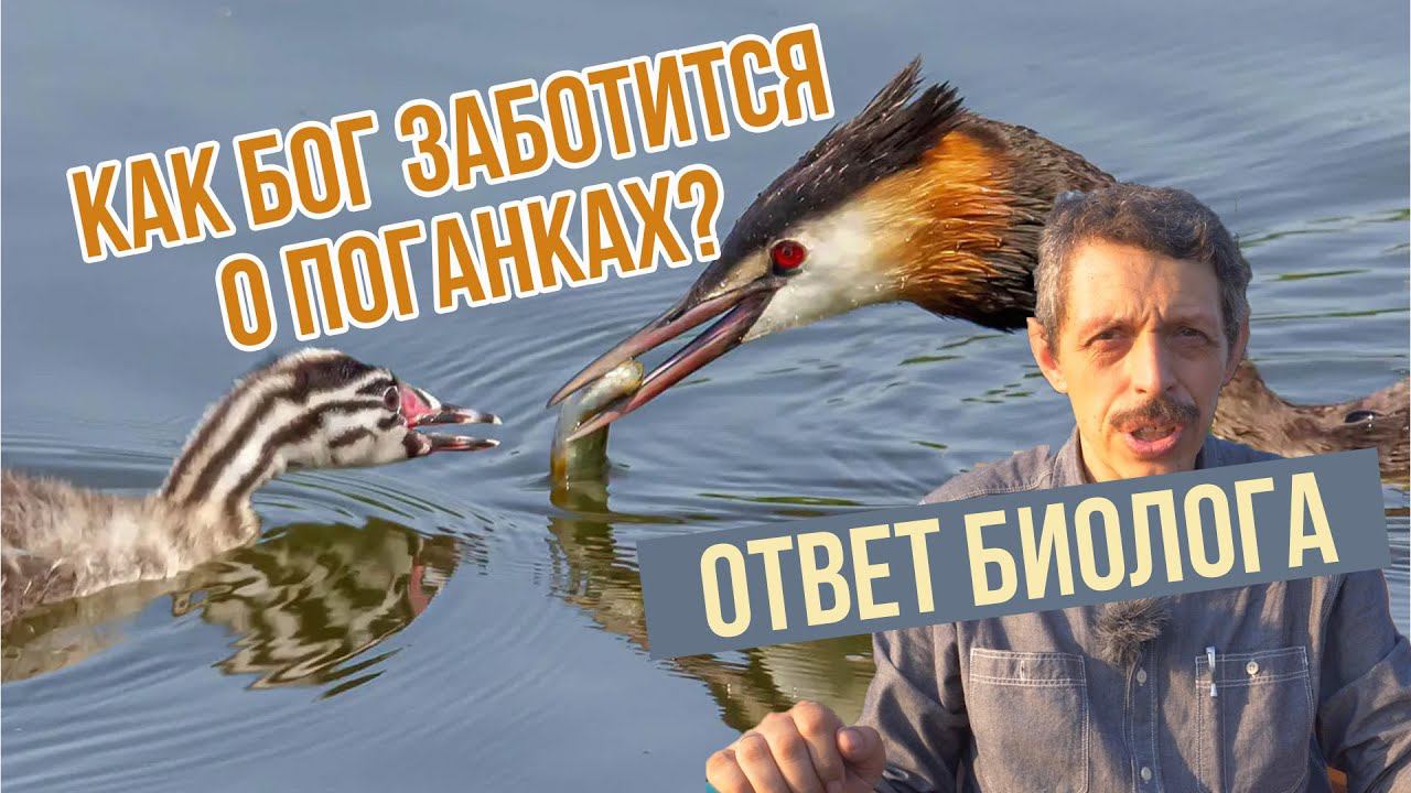 Как Бог заботится о поганках? - Сергей Хрибар о Божьем творении