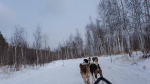 На собаках по тайге