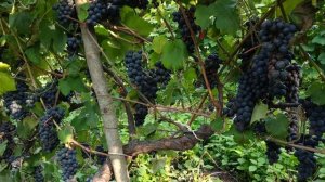 Как правильно собирать урожай винограда и его транспортировать