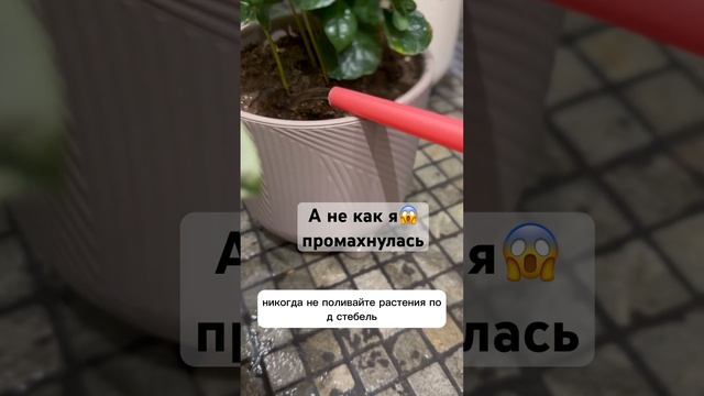 Правильно поливаем растения #комнатныерастения #лайфхаки #лайфхак #растениядома #цветыдома