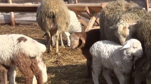 Курдючные и Романовские породы овец. #1