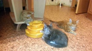 Мейн кун, котята почти 2 месяца