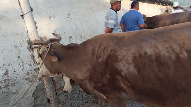 Uychi tumani Yorqõrģon mol bozori sigirlar narhlari bilan tanishing 5.07.2023yil+99833.781.14.04