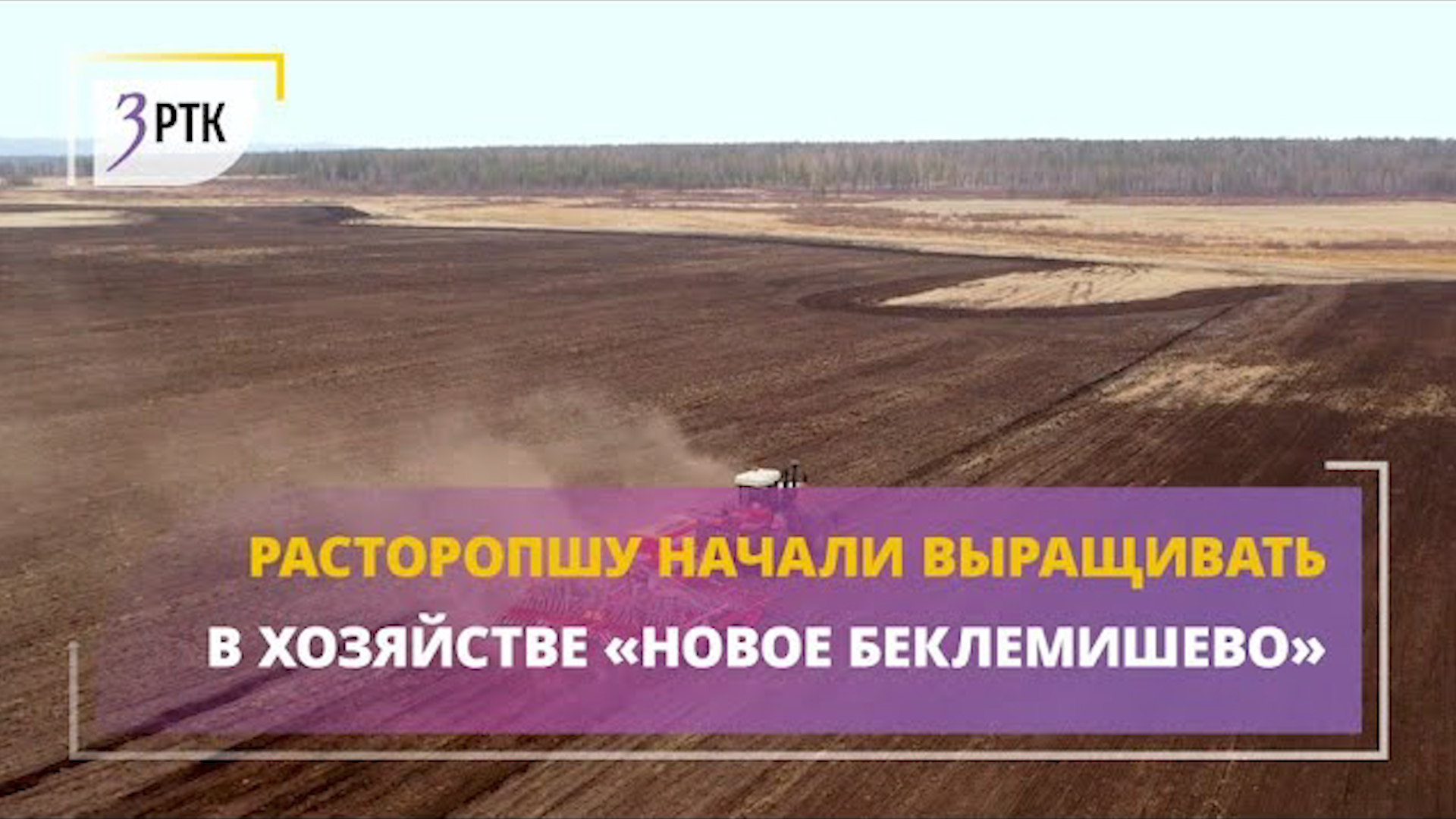 Расторопшу начали выращивать в хозяйстве «Новое Беклемишево»