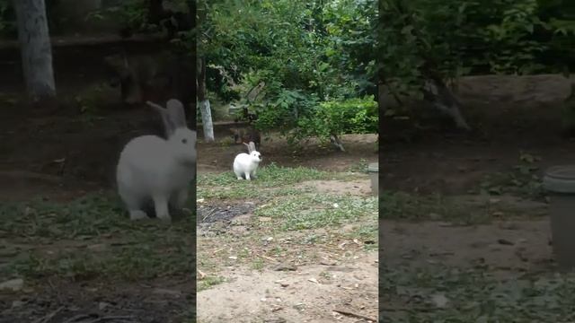 Волчата Серый и Белка "играются" с кроликом! Волк Волчата Волки волчица Wolf смотреть онлайн