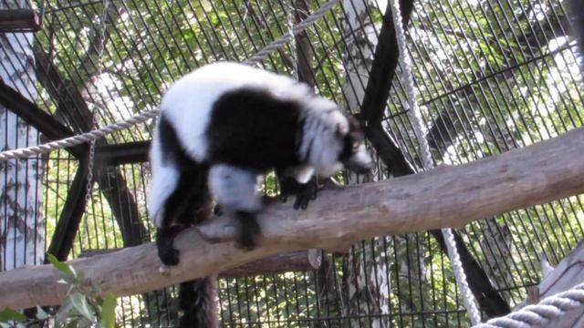 Любопытные лемуры вари чёрно-белые 05.09.2019 смотреть онлайн