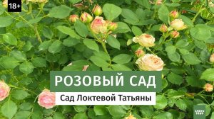 Розовый рай  Обзор сада Татьяны Локтевой