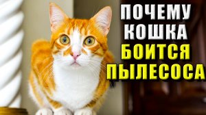 Почему кошка боится пылесоса