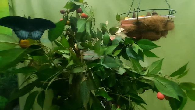 ЦАРСТВО БАБОЧЕК