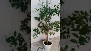 Мальпигия глабра гранатолистная, (ацерола нана) барбадосская вишня, 25.11.2021