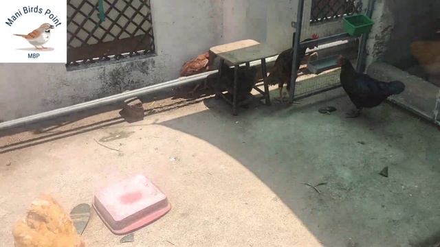 Sliver Java Khumre Cocktail new entry | Mani Birds Point | 03219557942 смотреть онлайн