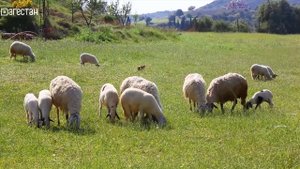 Мир вашему дому. Жертвоприношение в Курбан-Байрам