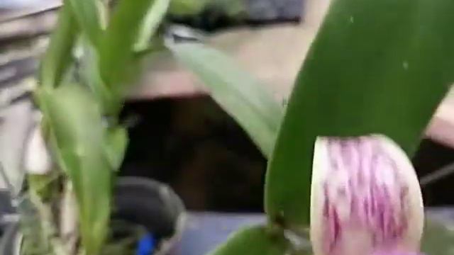 Cattleya Yuan Dung Sweet смотреть онлайн