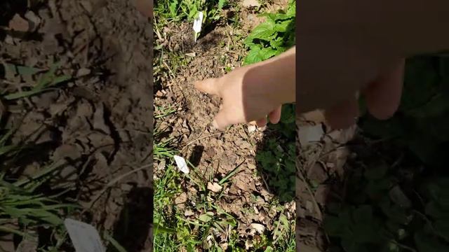 Аптекарская грядка (3) в середине мая смотреть онлайн