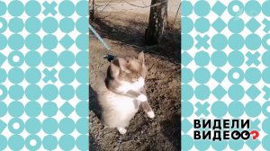 Кот прямоходящий. Видели видео? Фрагмент выпуска от 03.05.2020