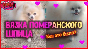 ВЯЗКА ПОМЕРАНСКОГО ШПИЦА / АГАТА И КРАСАВЧИК ЖЕНИХ