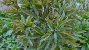 УВИДЕЛИ БУТОНЫ? Пора КОРМИТЬ ПИОНЫ! Цветы будут ЯРЧЕ и КРУПНЕЕ